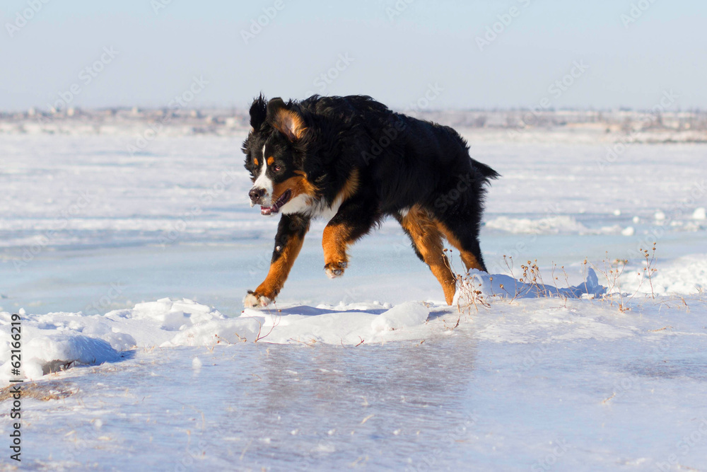 Bernese mountain breed dog play outdoors in winter Bernese mountain breed dog play outdoors in winter