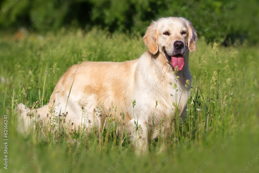 Golden retriever dog standing in the park