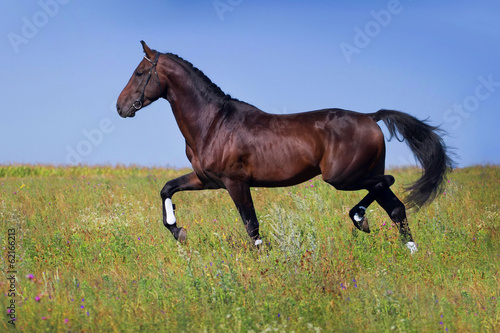 Dark horse trot on spring green field