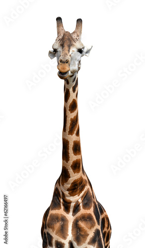 Photography giraffe isolated
