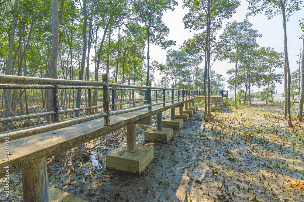 Jetty and forest mangrove