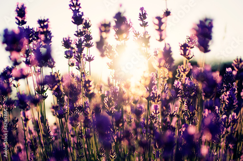 Beautiful detail of a lavender field
