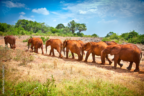 Herd of baby elephants , Kenya.