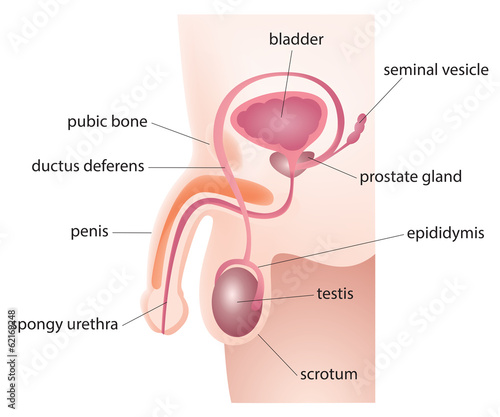 Male Reproductive System