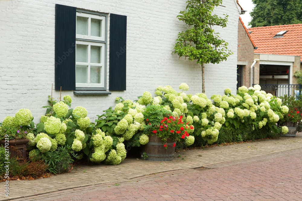 Fototapeta premium House with Hydrangea flowers in summer