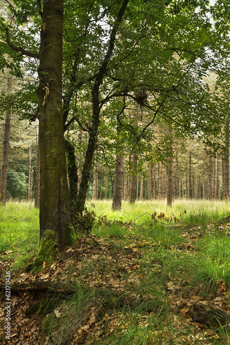 Forest in summer with oak tree