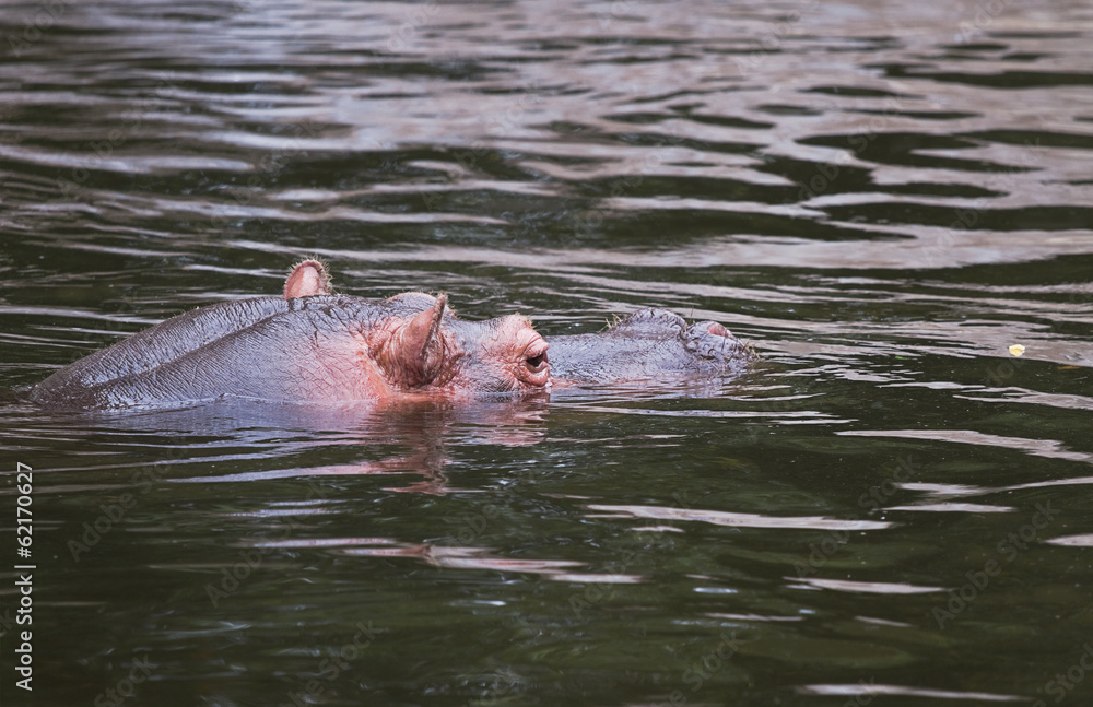 Fototapeta premium Hippo or Hippopotamus amphibius in water