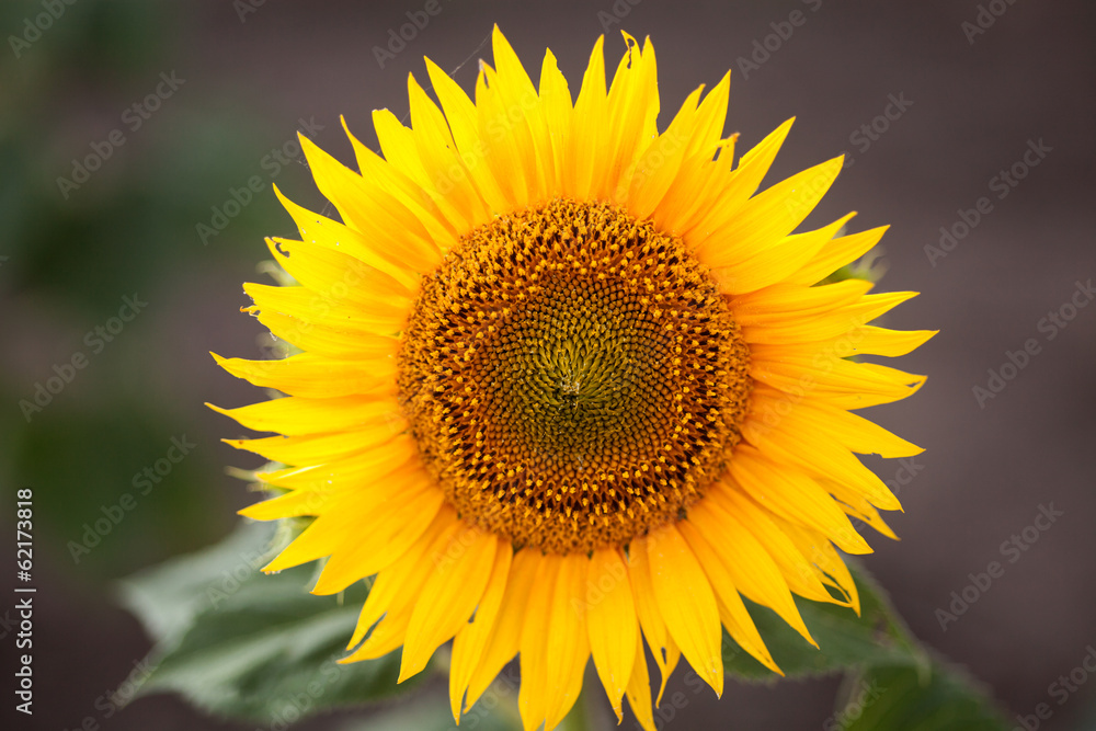 Sunflower, close up