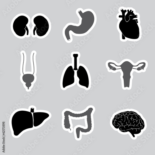 internal human body organs stickers eps10