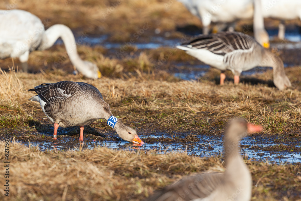 Greylag Goose with bird ringing Greylag Goose with bird ringing