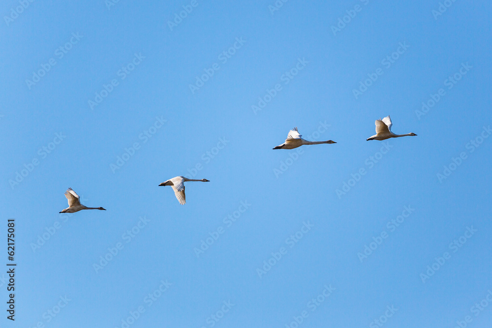 Whooper Swan