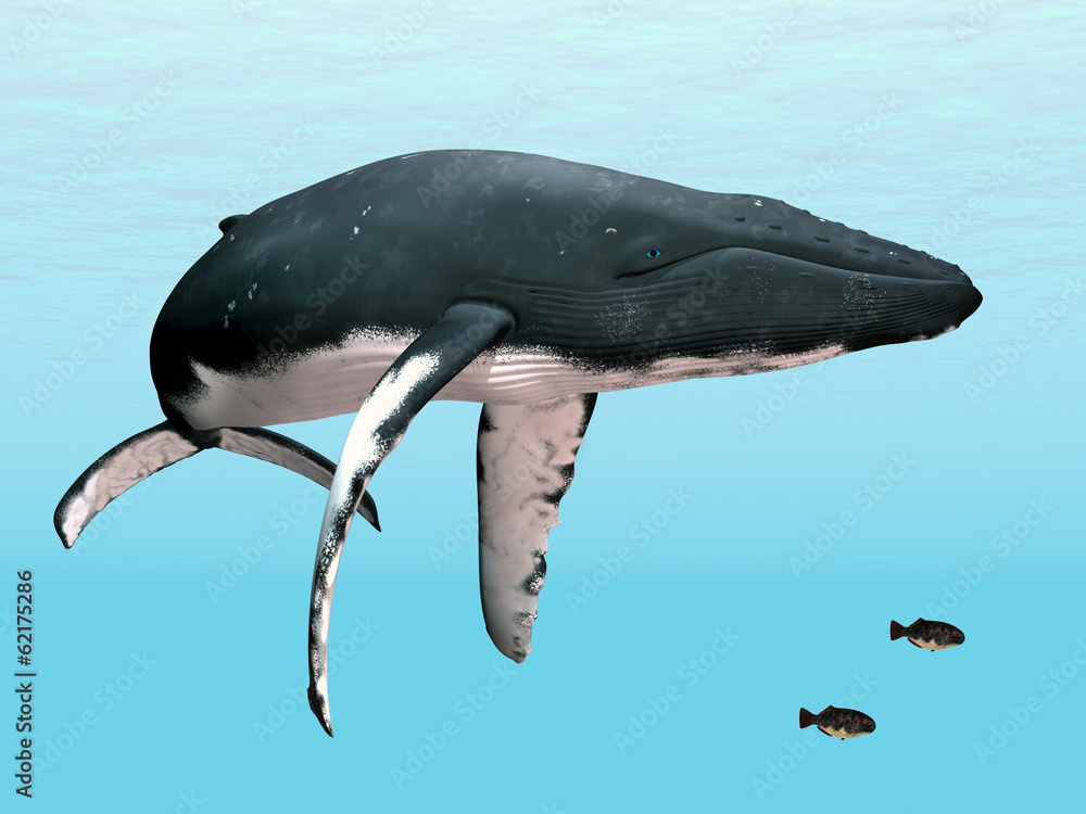 Naklejka premium Buckelwal