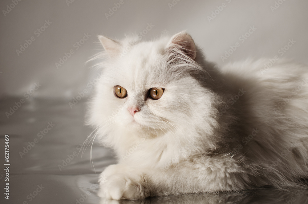 Cute white cat