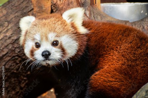 Fotografie Red Panda