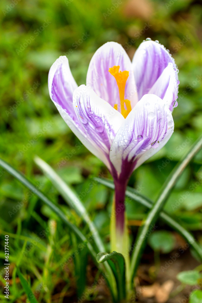 Crocus blooming in the meadow. Small Depth of Field (DOF) Crocus blooming in the meadow. Small Depth of Field (DOF)