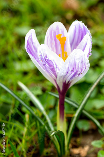 Crocus blooming in the meadow.  Small Depth of Field (DOF) © g215