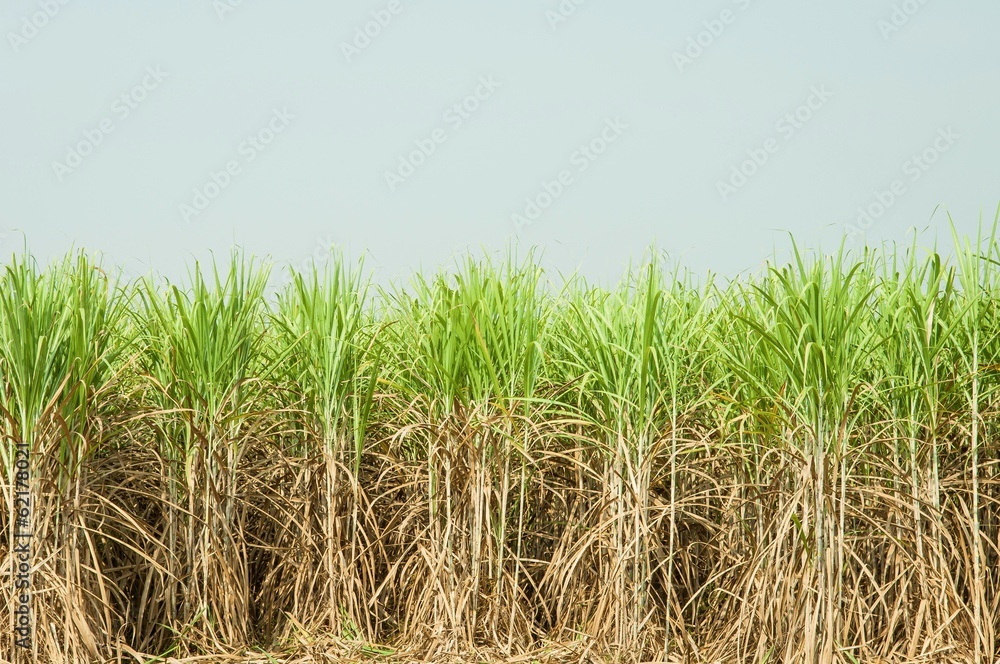 Fototapeta premium Sugar Cane Plantation