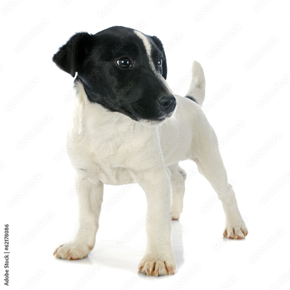 Obraz premium puppy jack russel terrier