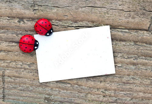Фотография ladybugs