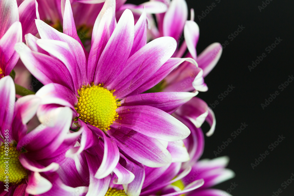 isolation flower isolation flower