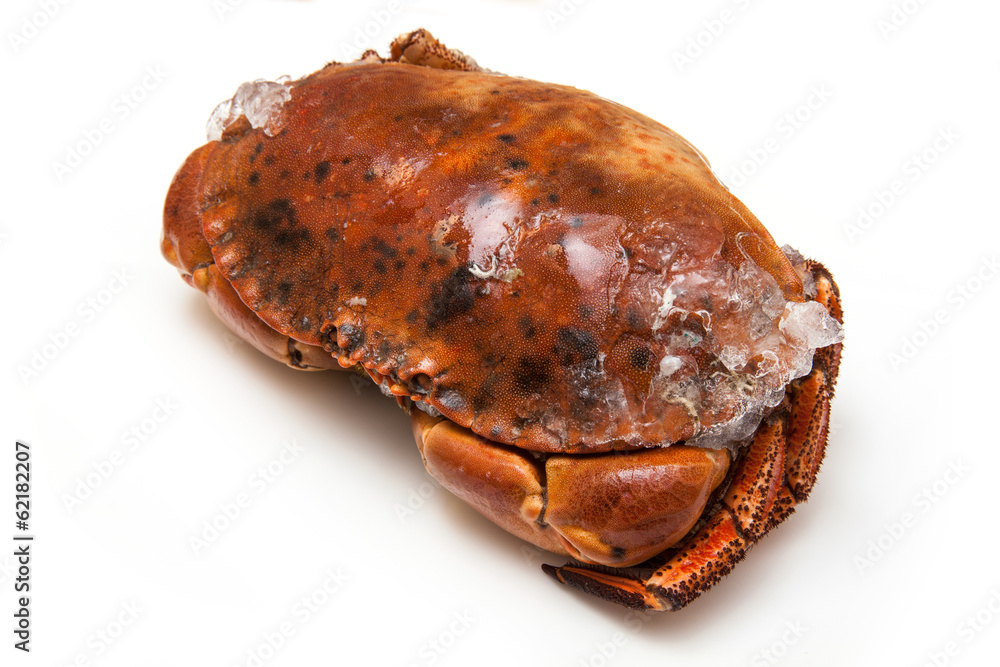 Cooked brown crab isolated on a white studio background. Cooked brown crab isolated on a white studio background.