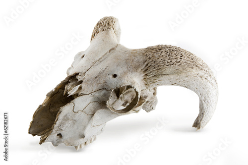 Animal skull isolated on white