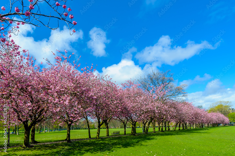 Spring path in park with cherry blossom and pink flowers.