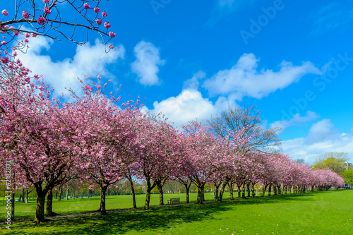 Spring path in park with cherry blossom and pink flowers.