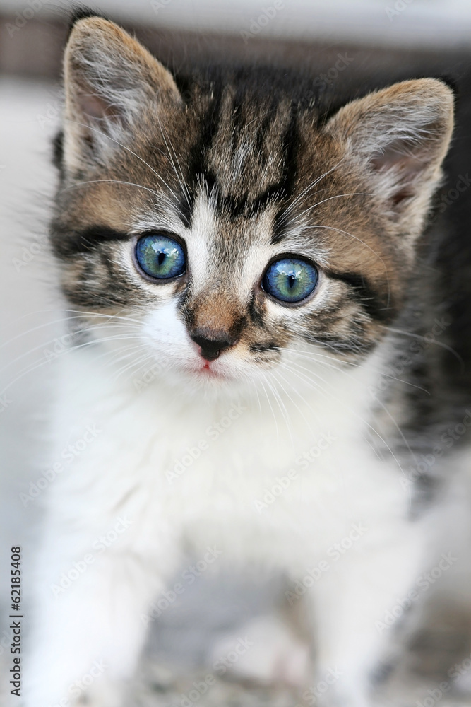 Babykatze mit blauen Augen