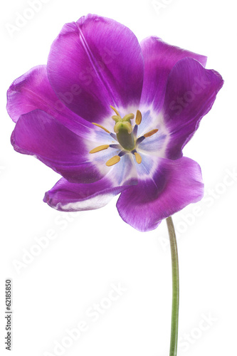 Fototapeta Naklejka Na Ścianę i Meble -  tulip