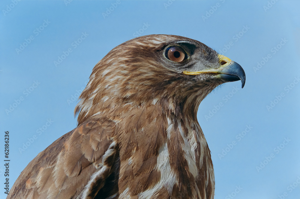 Common buzzard (Buteo buteo) head portrait Common buzzard (Buteo buteo) head portrait