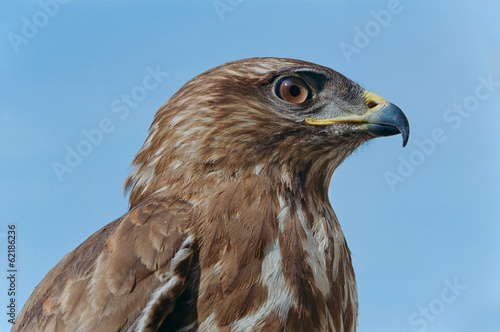 Common buzzard  Buteo buteo  head portrait