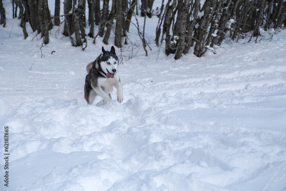 Siberian Husky into the wild Siberian Husky into the wild