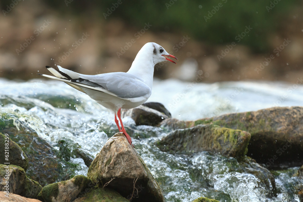 Fototapeta premium bird