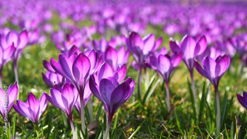 Meadow covered with purple crocuses