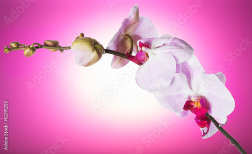 beautiful orchid on a pink background © Iurii Kachkovskyi