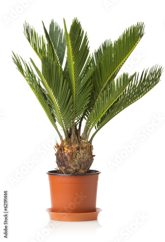 Palm tree cycas revoluta isolated on white background