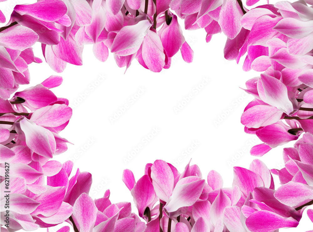 frame with cyclamen flower
