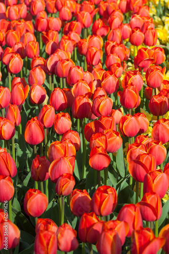 Row of red tulips in a bright sunny day