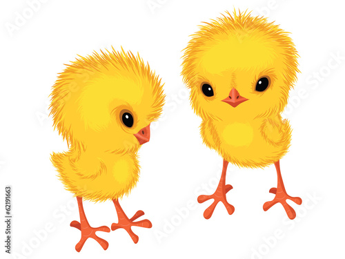 Two yellow chickens