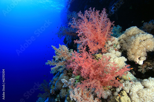 Soft coral in the tropical reef of the red sea #62192004