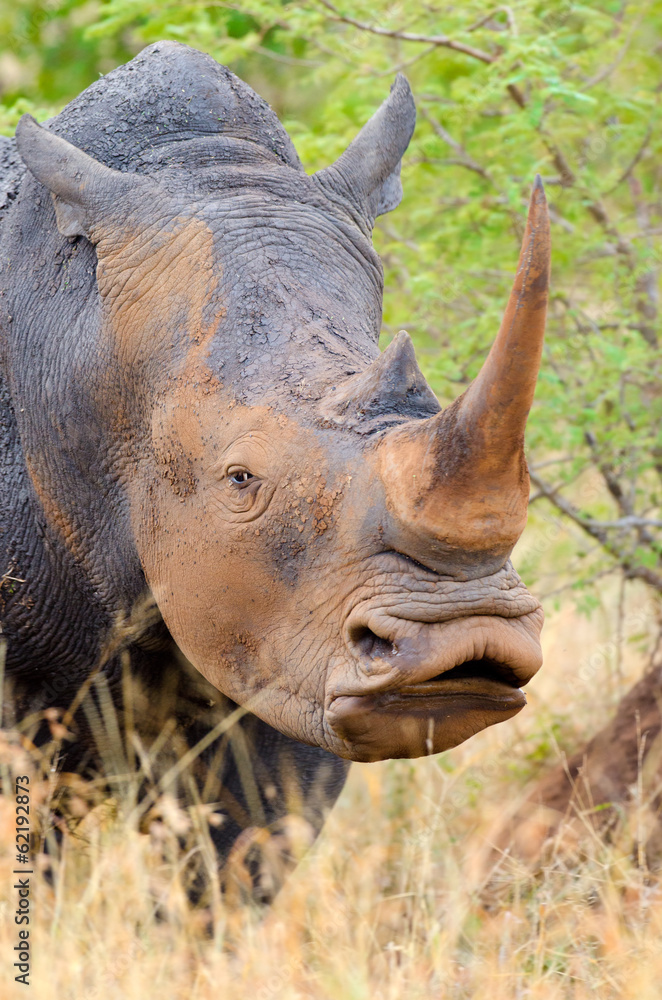 Fototapeta premium White Rhinoceros, Kruger National Park, South Africa