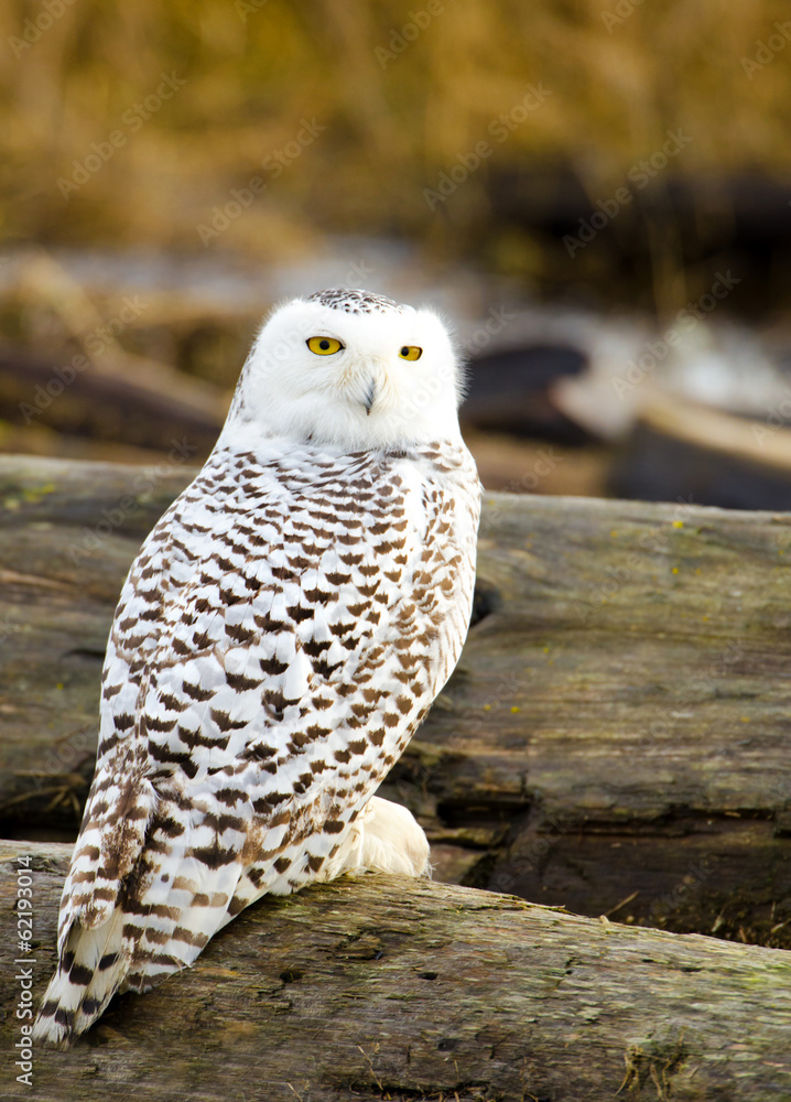 Naklejka premium Snowy Owl, with Fall color Background
