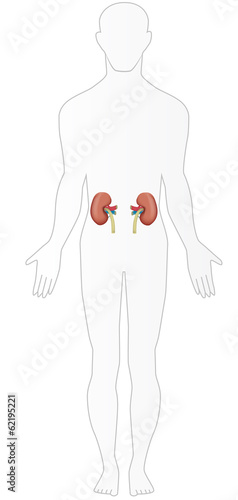 The Kidneys in Situ