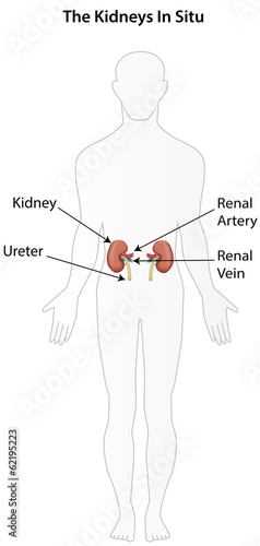 The Kidneys in Situ Labeled Diagram