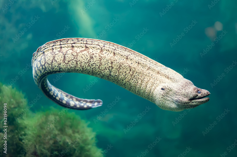 Fototapeta premium Moray eel