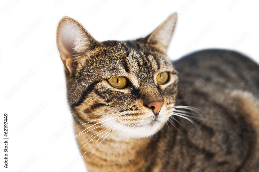 Portrait of brown-eyed cat isolated on white background