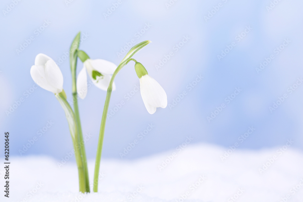 Beautiful snowdrops on snow, on nature winter background Beautiful snowdrops on snow, on nature winter background