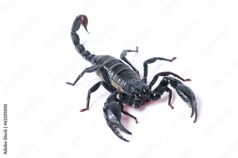 Asian Forest Scorpion - Heterometrus spinifer Asian Forest Scorpion - Heterometrus spinifer