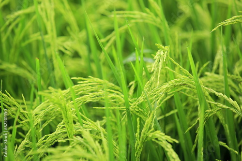 green rice paddy